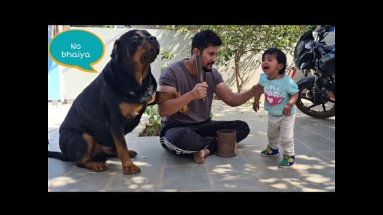 They Are Like TOM AND JERRY. | Rottweiler Dog video |