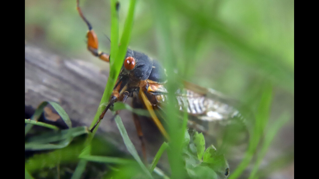 Michiganders should prepare for Brood X cicadas to emerge in 2021 after 17 years