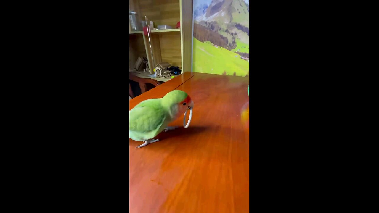 bird training