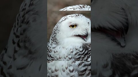 White Owl