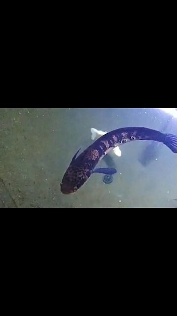Channa fish in the glass pond