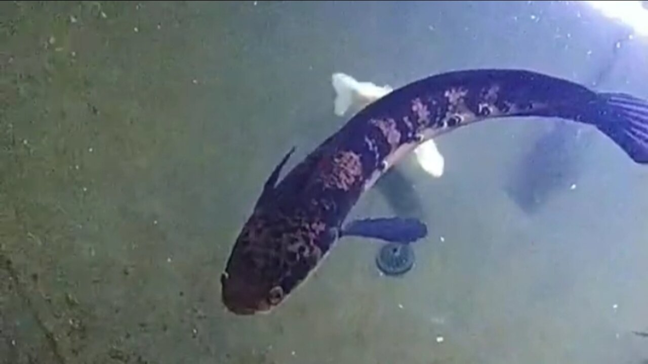 Channa fish in the glass pond