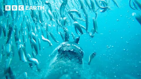 Will This Penguin Parent Find Food in Time? | Animals With Cameras | BBC Earth