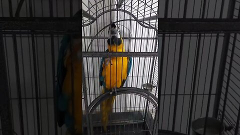 Chekkan kalippa 🐦 #shorts