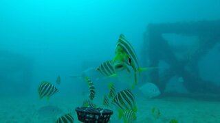 Dunsborough Artificial Reef🐙