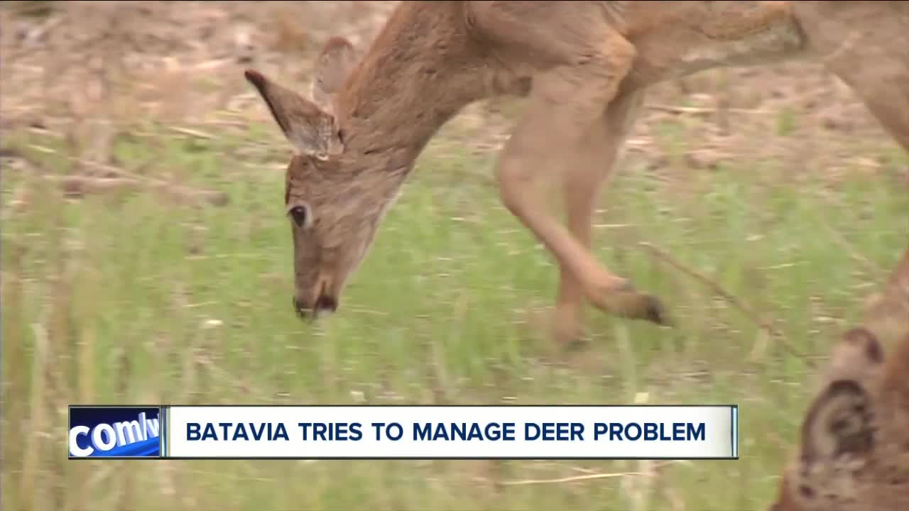 Batavia forming deer management committee