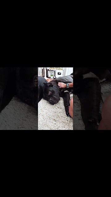 Baby BEARS Love to Cuddle #shorts #dog #cutedog