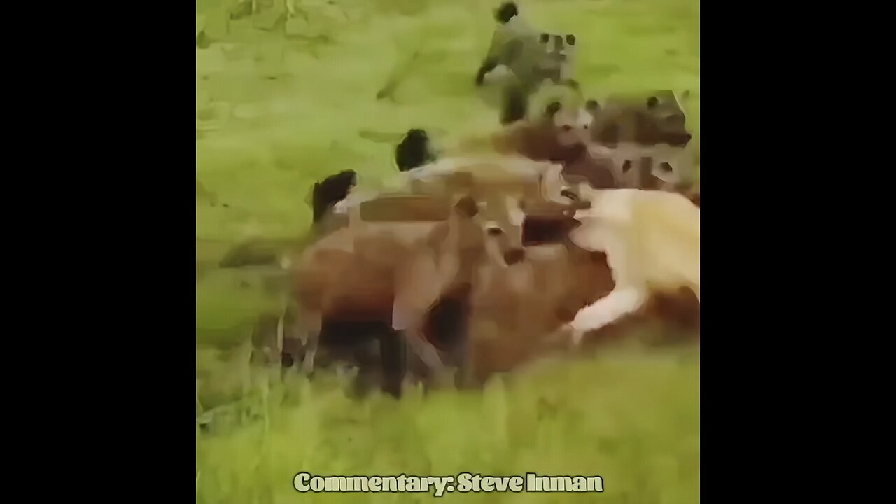 Animals Gone Wild Compilation