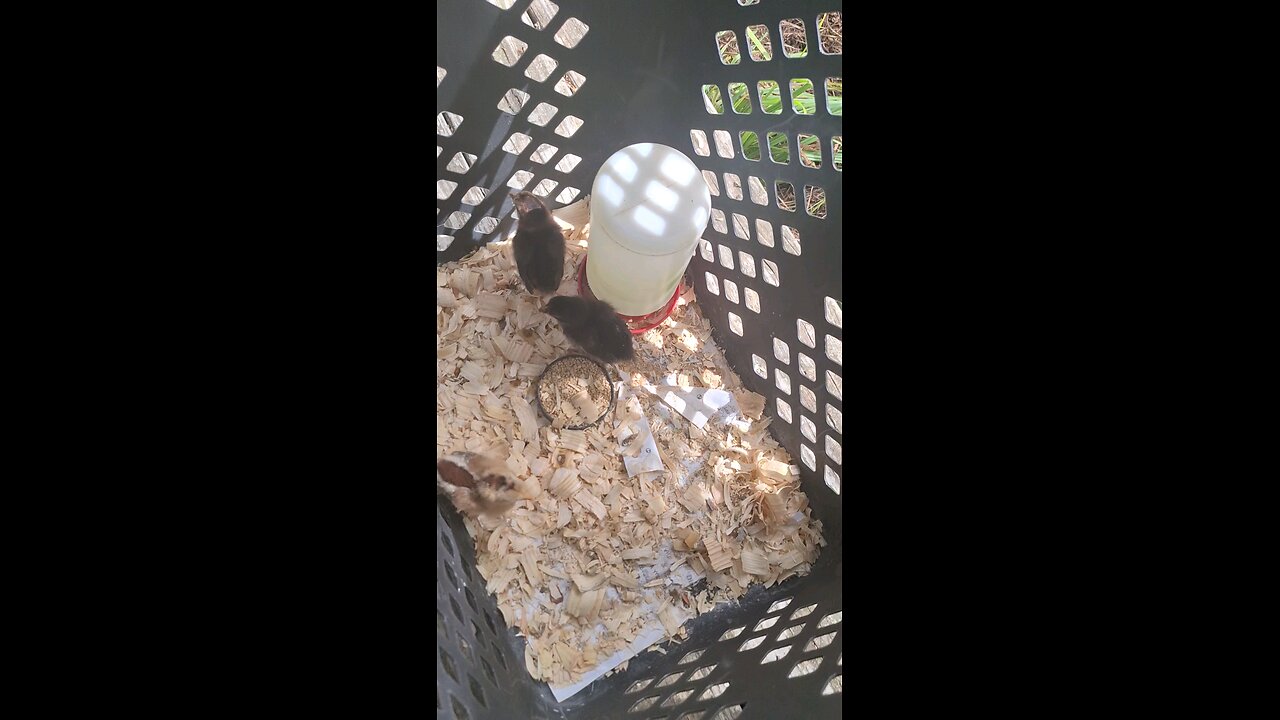 Orphan chicks