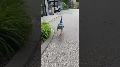 Meet Ken, the peacock.