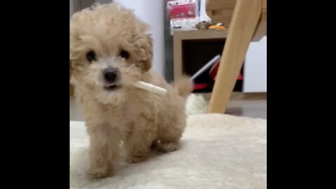 puppy smoking