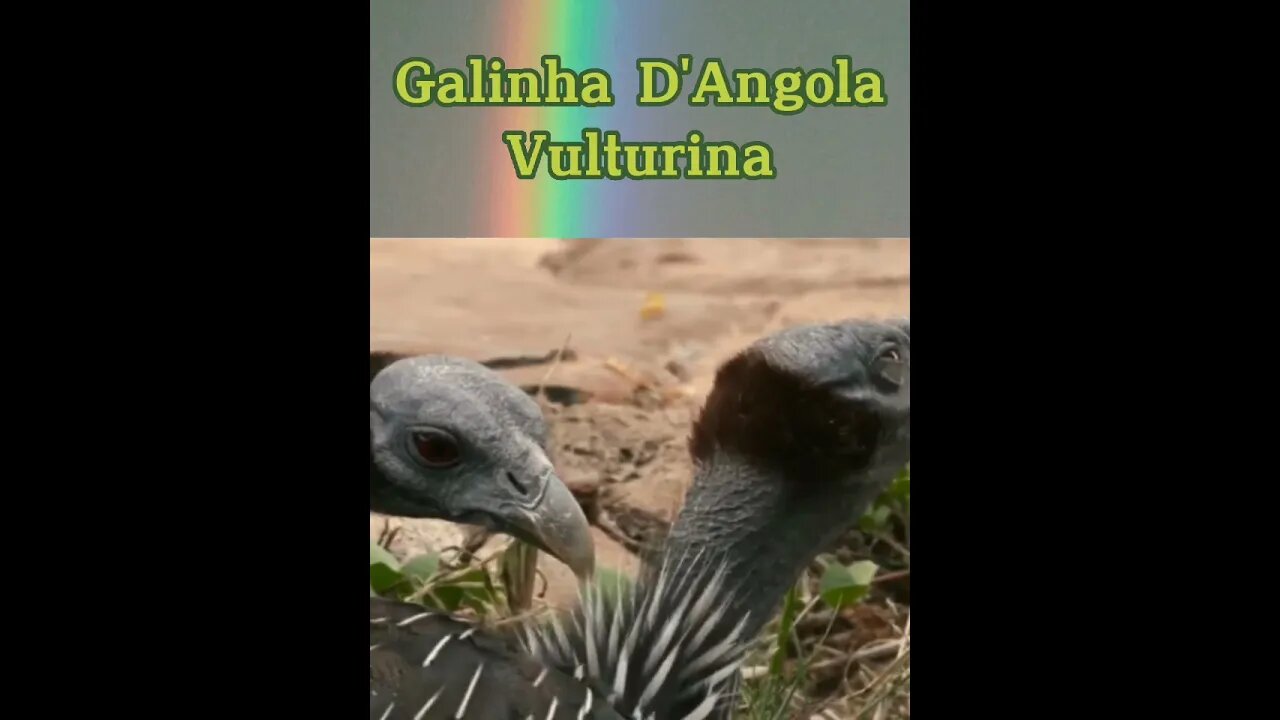 Galinha d' Angola Vulturina #shorts