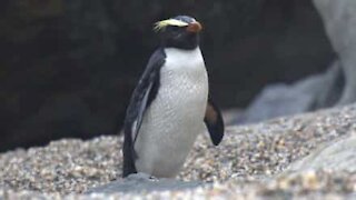 Ever seen penguins walk down stairs?