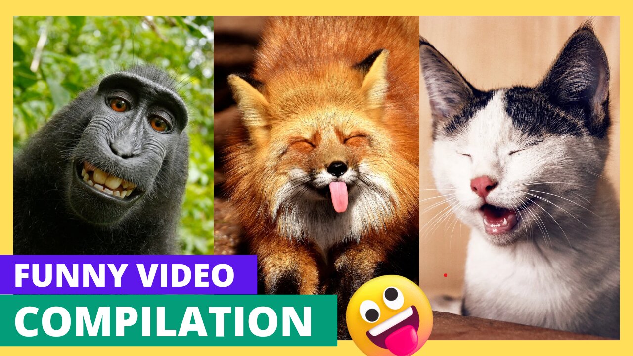 Funny Animals | You stop laughing| Hilarious moments