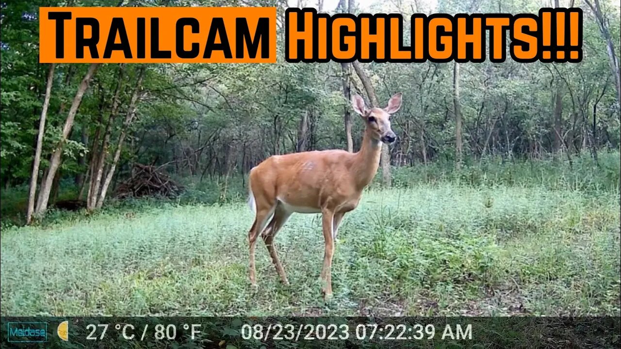 Backyard TRAILCAM Footage!!!