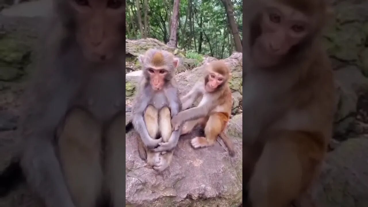 funny animals life|Funniest animals|cute animals|ukraine news|#lion#Shorts#GigoX#kittens#Tiktok