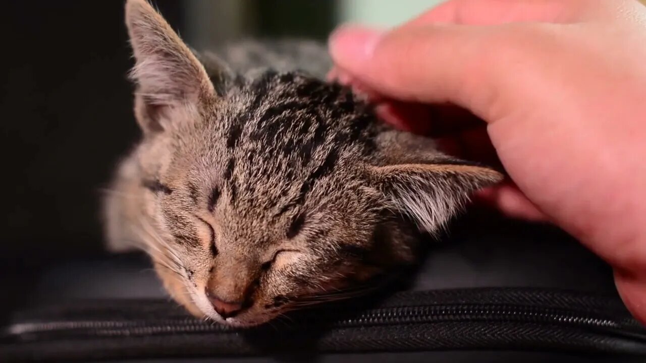 Cute Cats| sleepy cats| Best Animal videos with soothing music