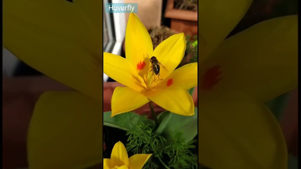 Hoverfly enjoying the sun on a yellow tulip:))