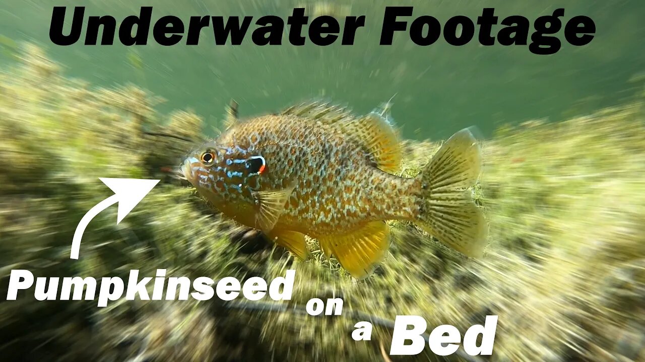 What does a Fish's Bed Look like? Underwater Footage