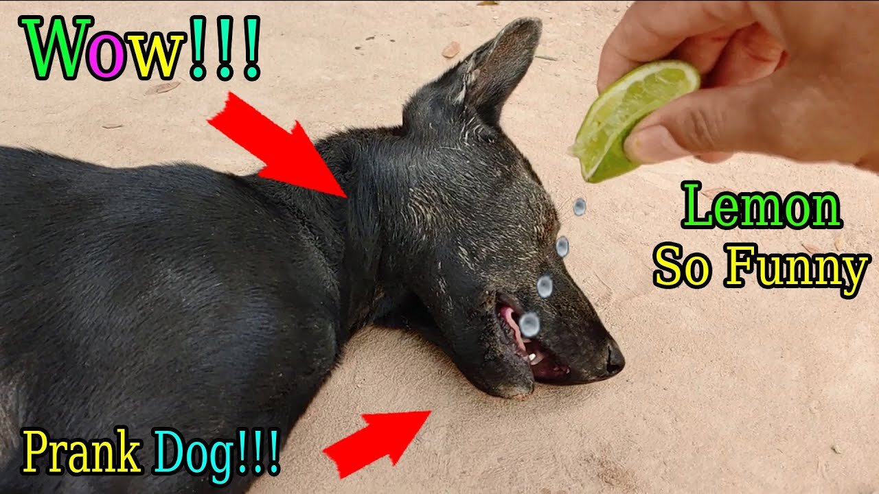 Lemon Prank Dog So Funny Try To Stop