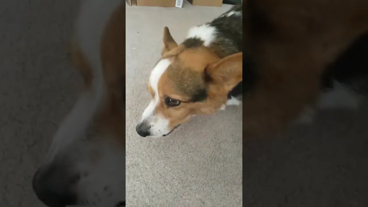 Indy the Potato Corgi gets a Sprinkles Pupcake