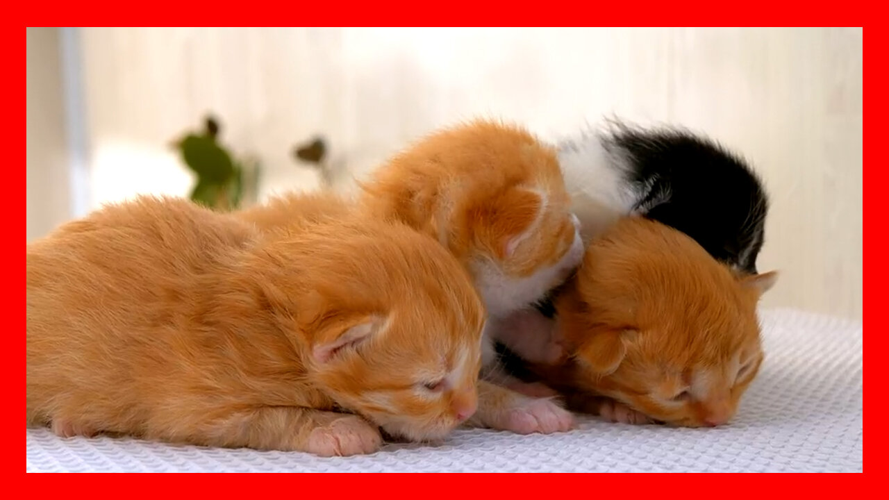 Four Newborn fluffy kittens