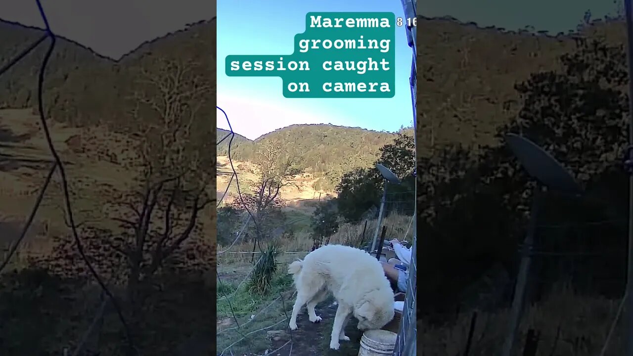 Maremma grooming session #maremma #livestockguardiandog