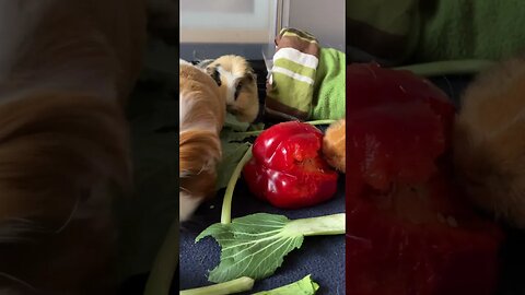 Guinea pigs love eating fresh veggies