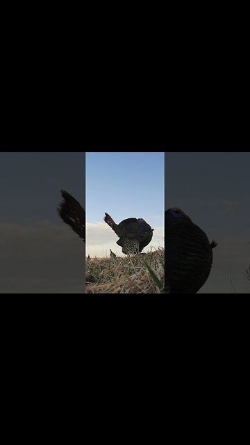 The MOST Turkeys I’ve EVER Had This Close!