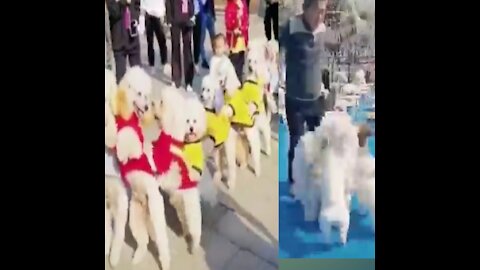 The dog or domestic dog, (Canis