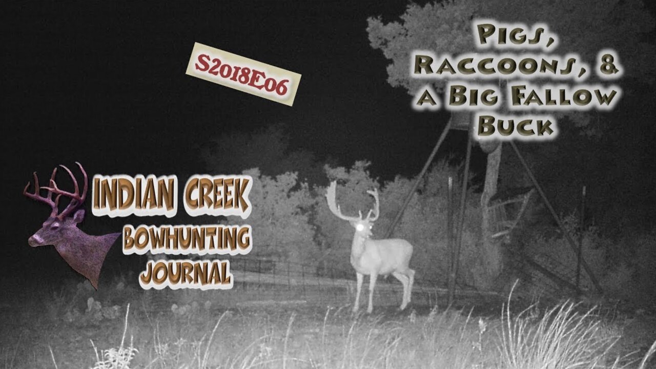 Pigs, Raccoons, and a big Fallow Buck: Indian Creek Bowhunting Journal 2018E06