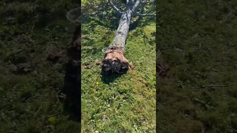 This Tree got Ripped from its Roots