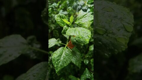 Do you love the rain? | #ambience #shorts #rain #trending #chill #brownnoise