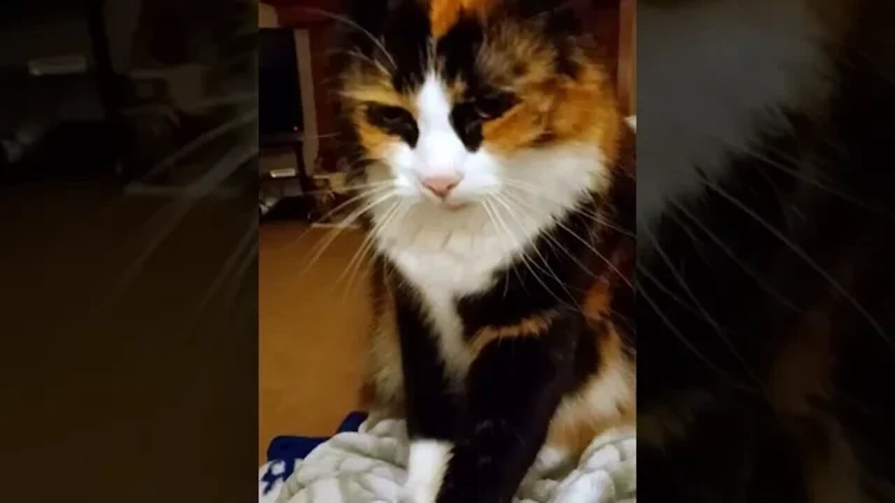 Tortie Cat Kneading Wonderfully - Short