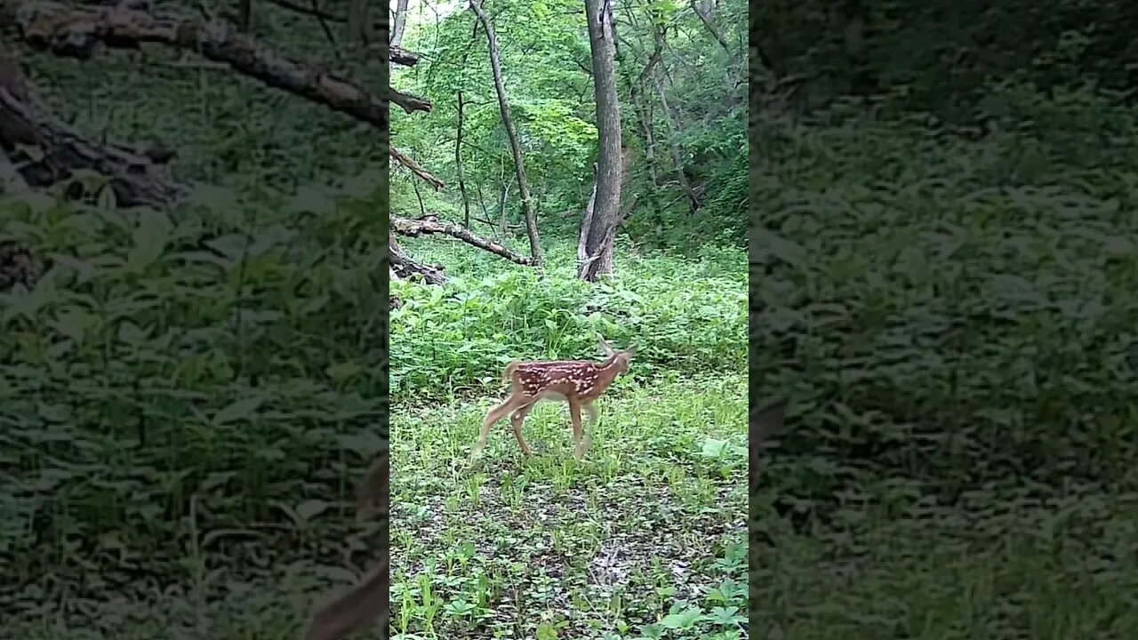 SMALLEST Baby DEER Yet!!!