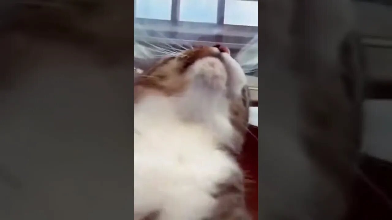 Cat ruins this girl's TikTok #shorts