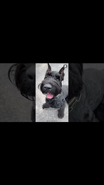 Giant Schnauzer 💖 Love in a Giant Package!