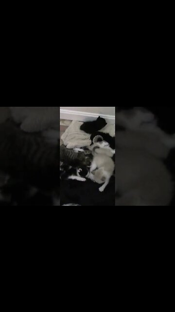 Pile Of Kittens! 😻