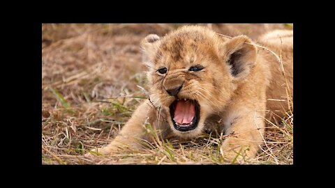 Most Funny and Cute Baby Tiger and Lion Videos