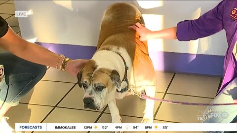 Pet of the Week: Noelle