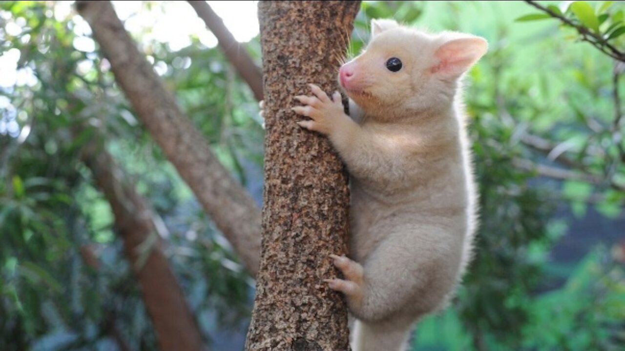 Baby Possum Climbing & Feeding - Sweet Cute Video Compilation.