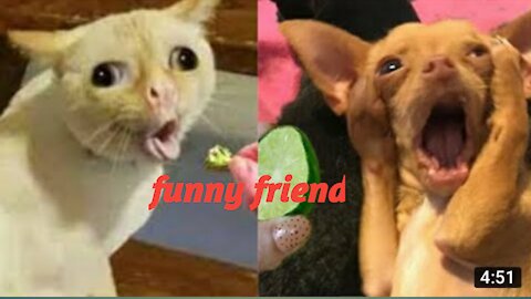 Dog and Cats funny video | good friend