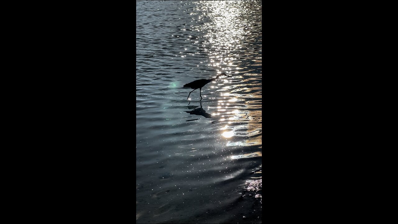 Juvenile Little Blue Heron | 4K