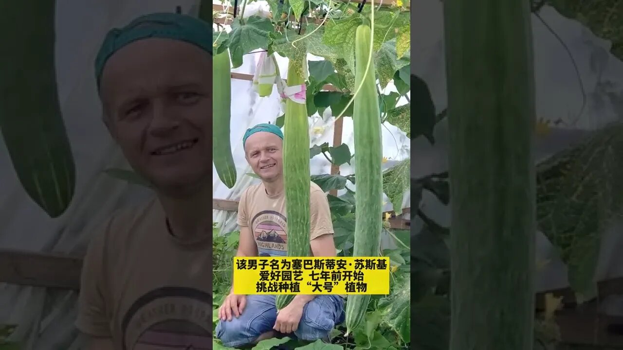 英国一男子种植出世界最长黄瓜113 4厘米！#吉尼斯世界纪录 #优质农产品#高端水果#shorts