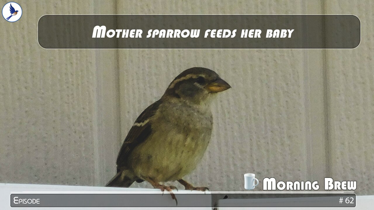 Mother sparrow feeds her baby