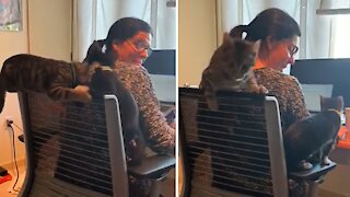 Playful Kittens Make Working From Home Adorably Impossible