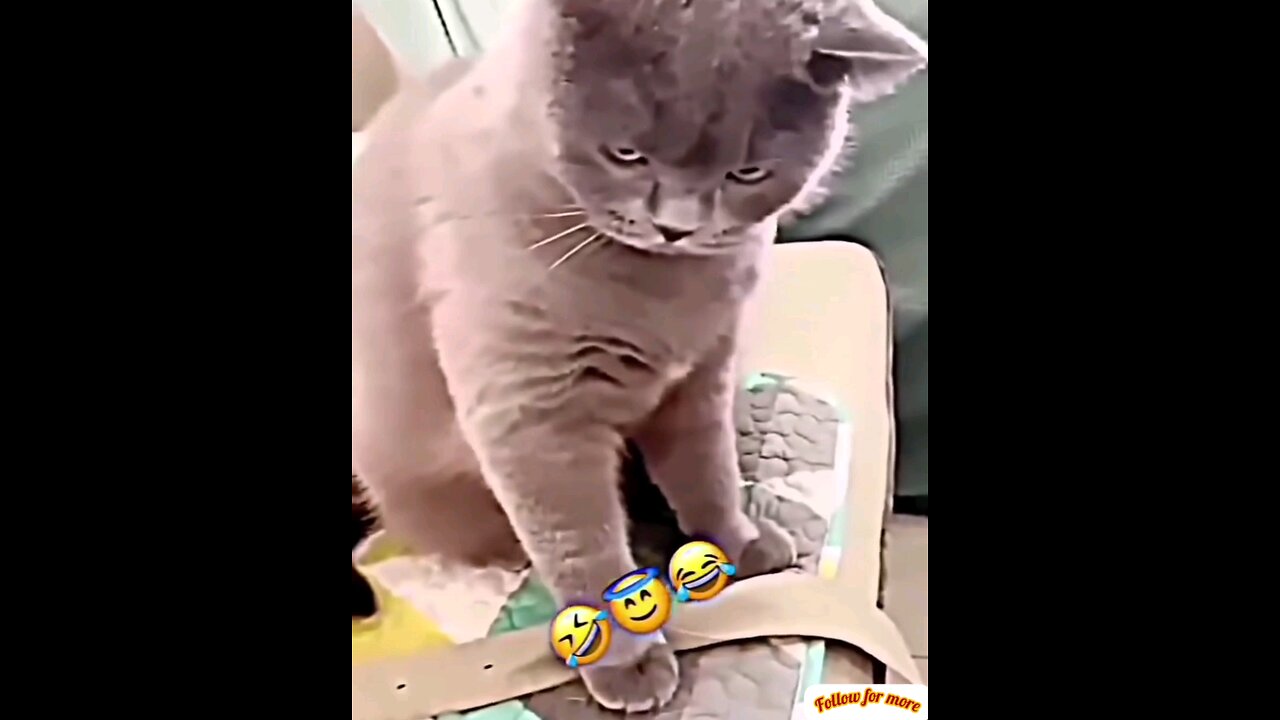 Look at the angry face of the cat😻🐱 interesting video