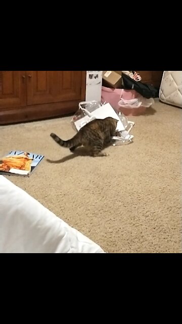 How, why? Cat stuck in contraption #Houdini