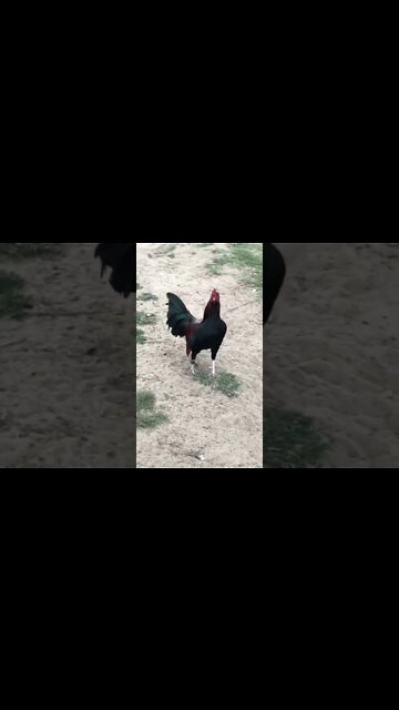 Jet Japs @LivingWaterFarms247