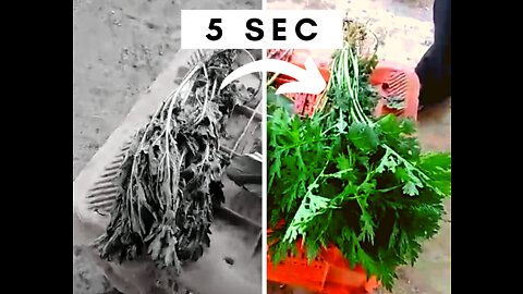 Shocking footage of how Chemical can rejuvenate Dead plant in 5sec